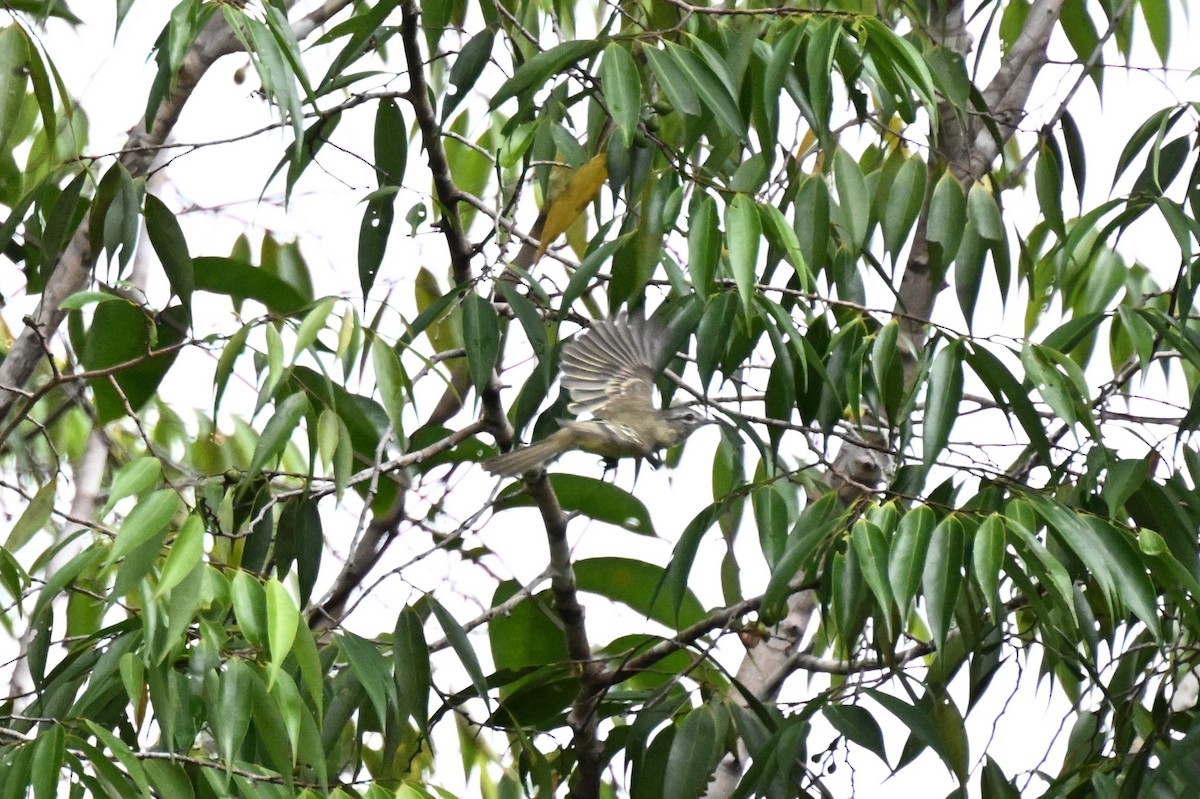 skogelenia - ML646730195