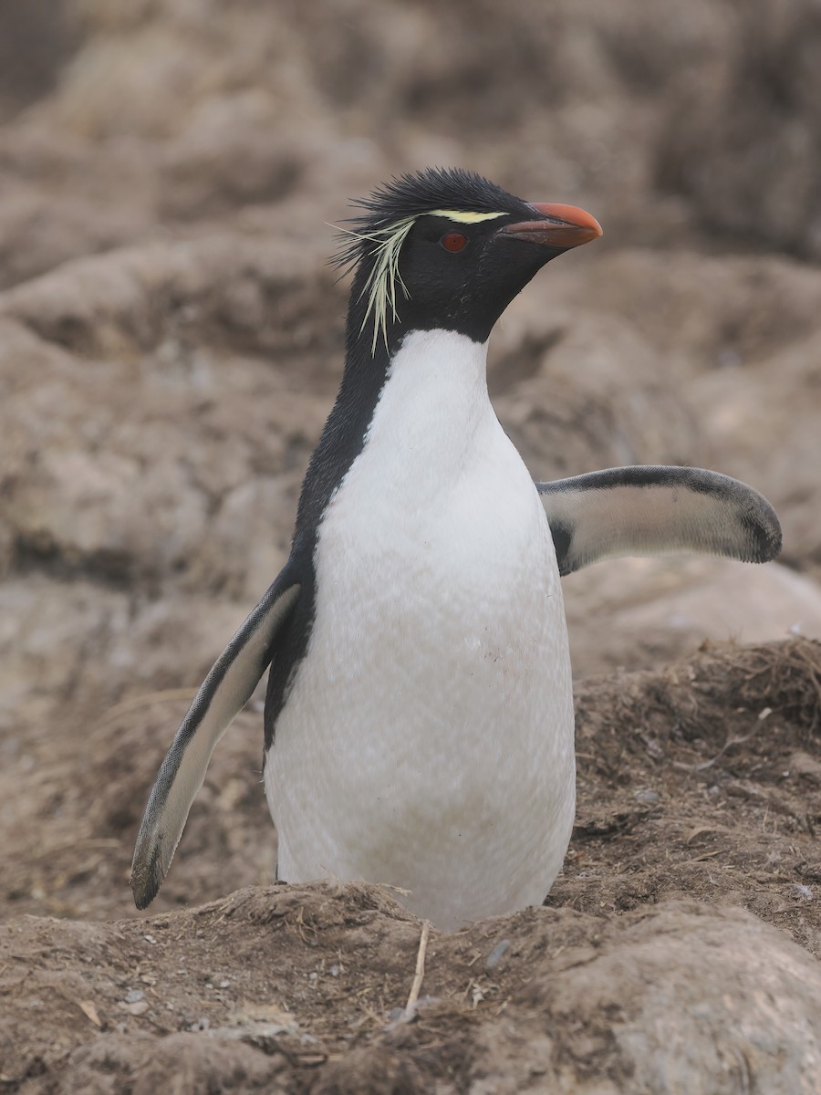 Gorfou sauteur - ML646730197