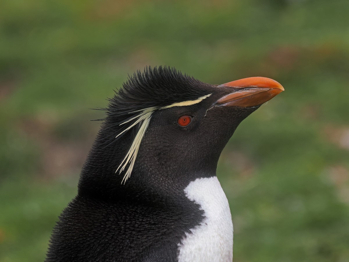 Gorfou sauteur - ML646730198