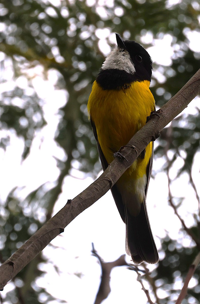 Golden Whistler - ML646730199