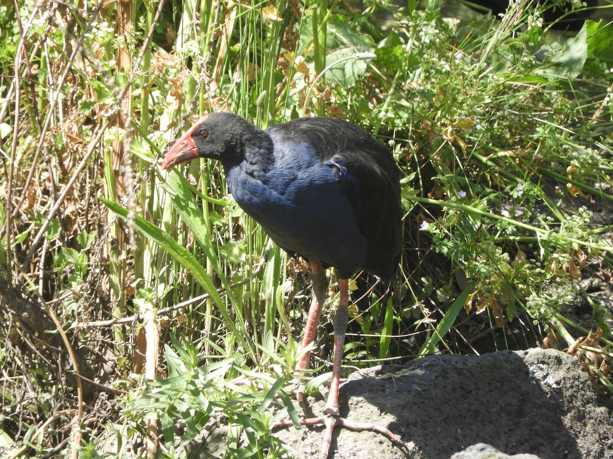 Султанка австралійська - ML646730200