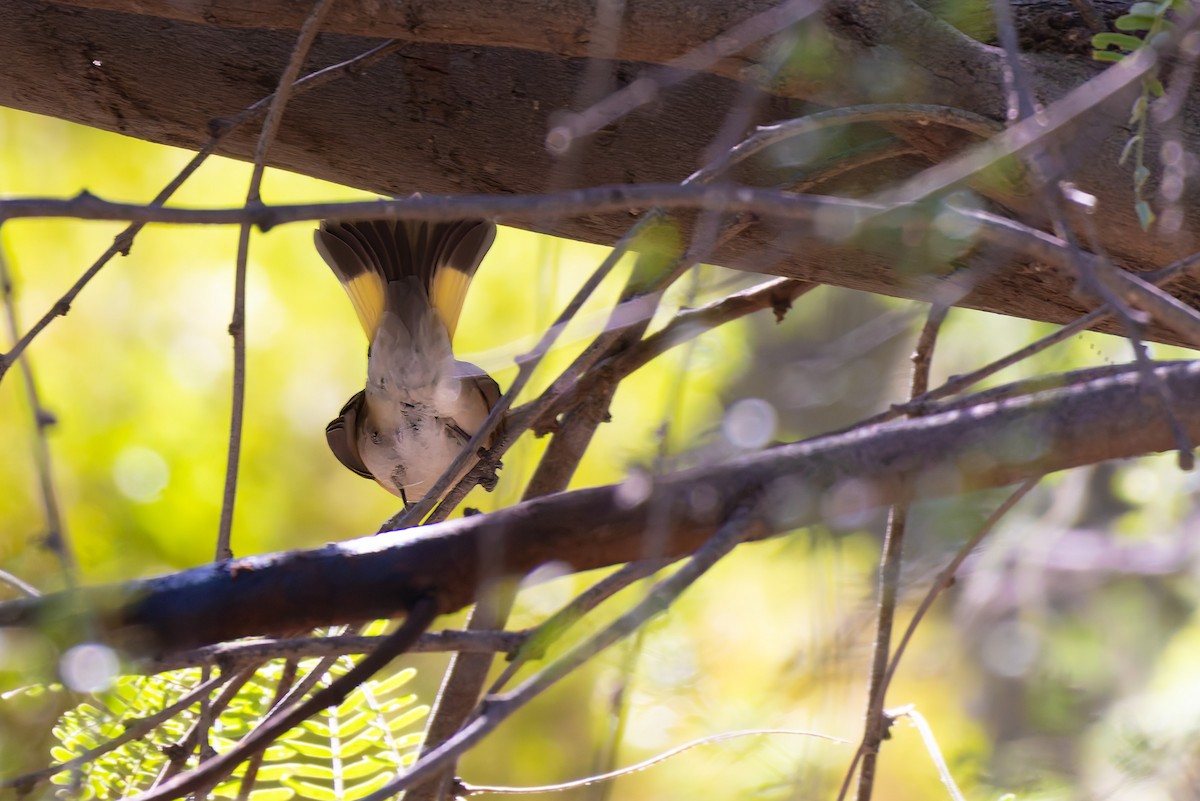 Пісняр горихвістковий - ML646730201