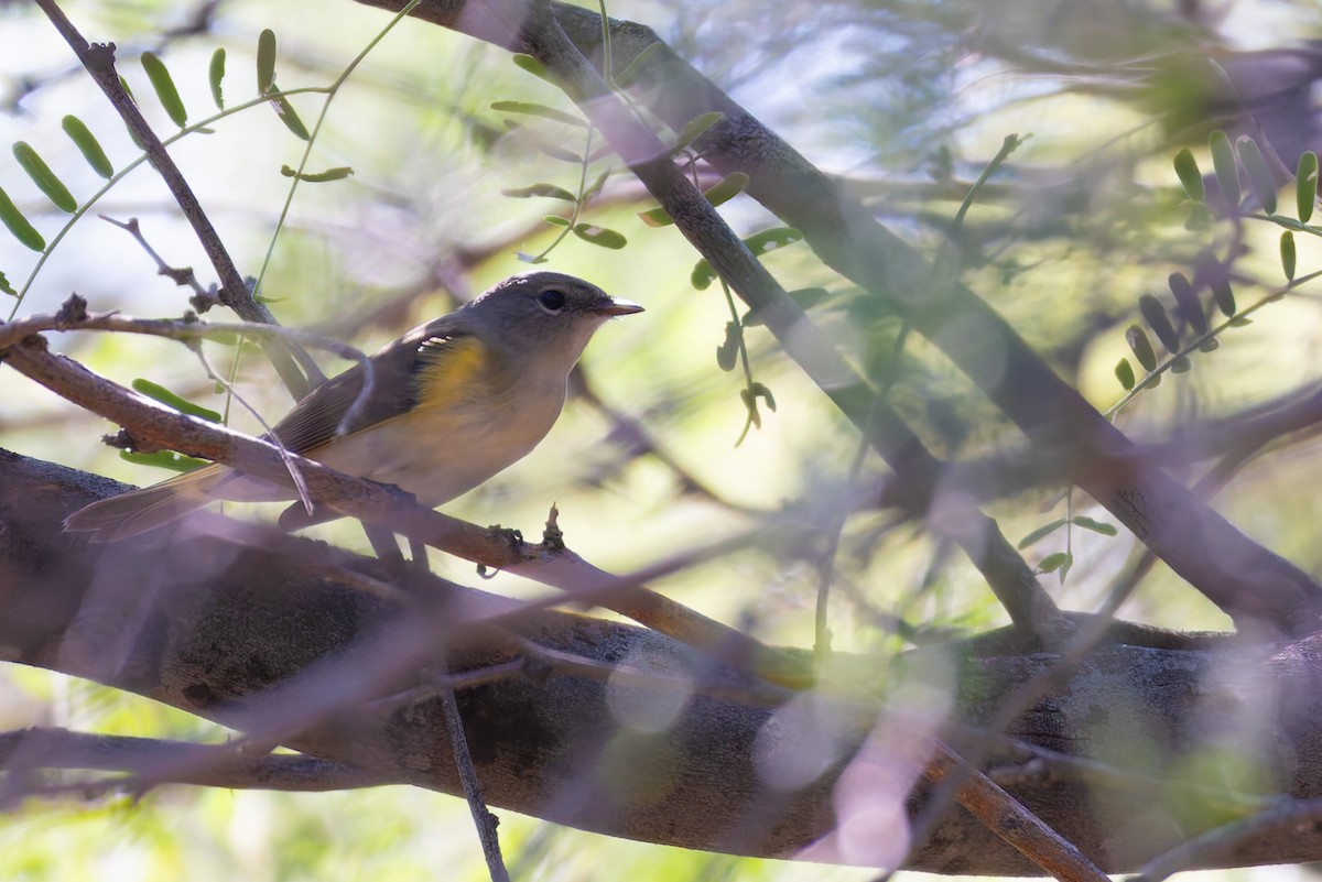 Пісняр горихвістковий - ML646730202
