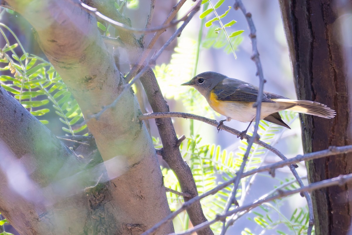 Пісняр горихвістковий - ML646730203