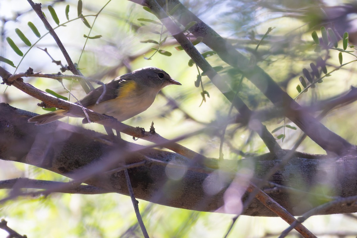 Пісняр горихвістковий - ML646730204