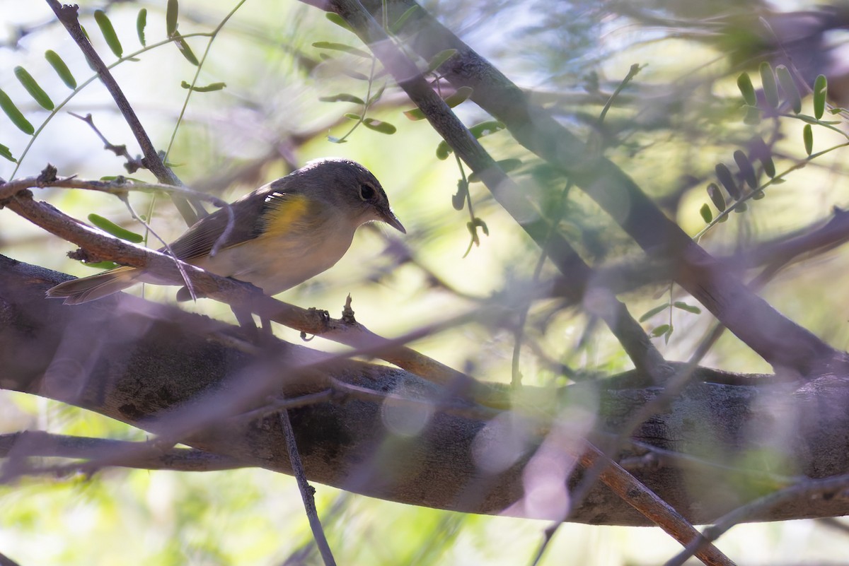 Пісняр горихвістковий - ML646730205
