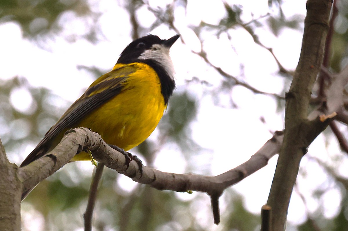 Golden Whistler - ML646730209