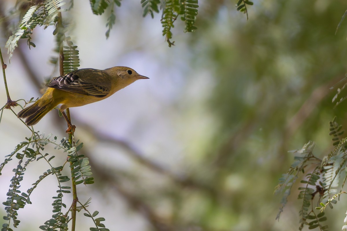 Піранга жовтогуза - ML646730210