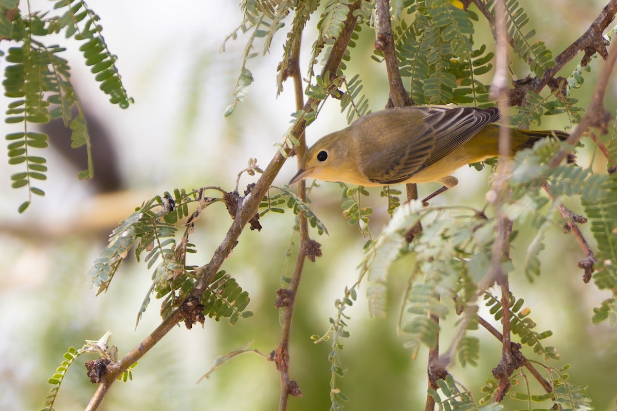 Піранга жовтогуза - ML646730211