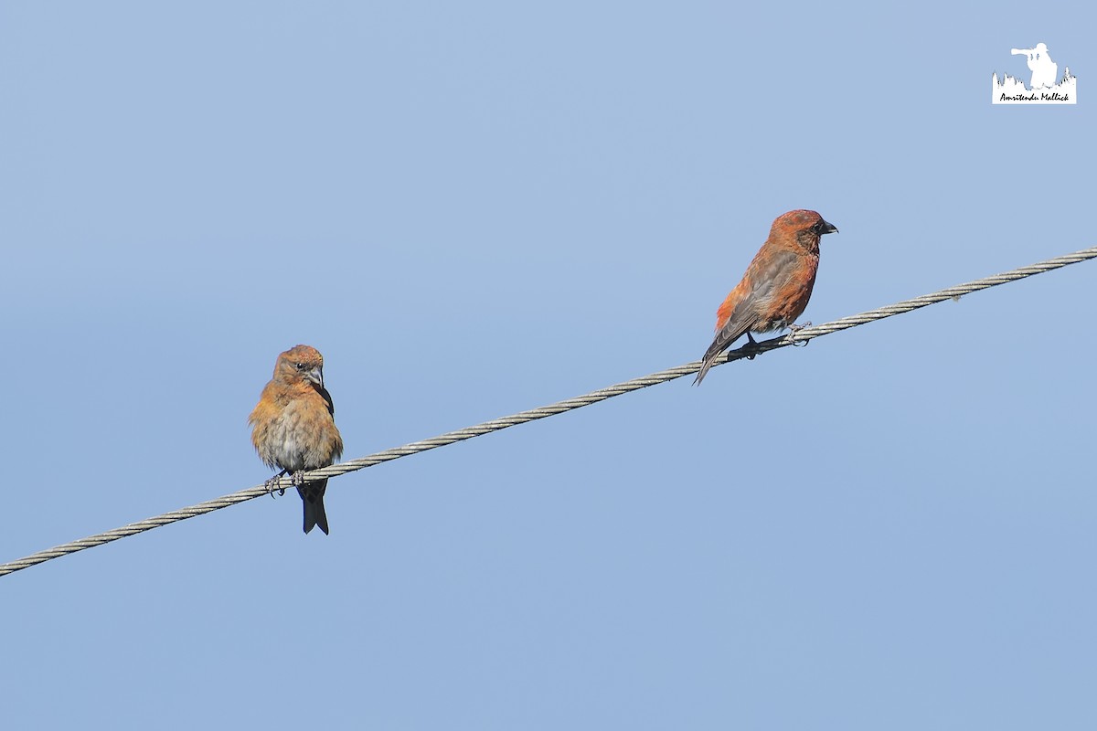 Red Crossbill - ML646730212