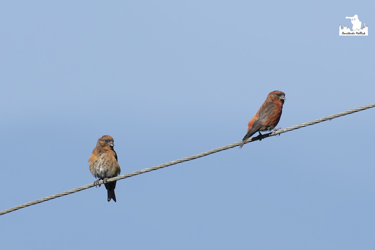 Red Crossbill - ML646730213