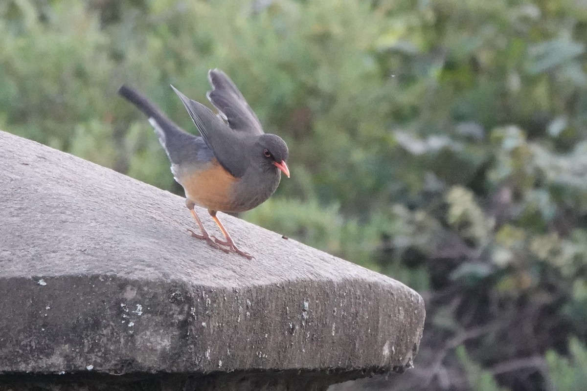 Дрізд абісинський - ML646730214