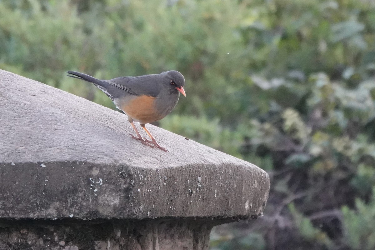 Дрізд абісинський - ML646730215