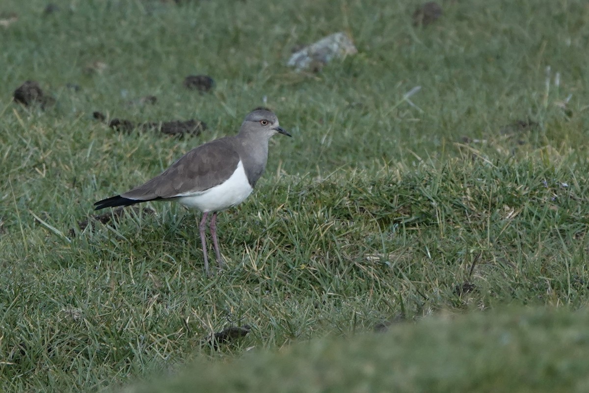 Чайка чорнокрила - ML646730218