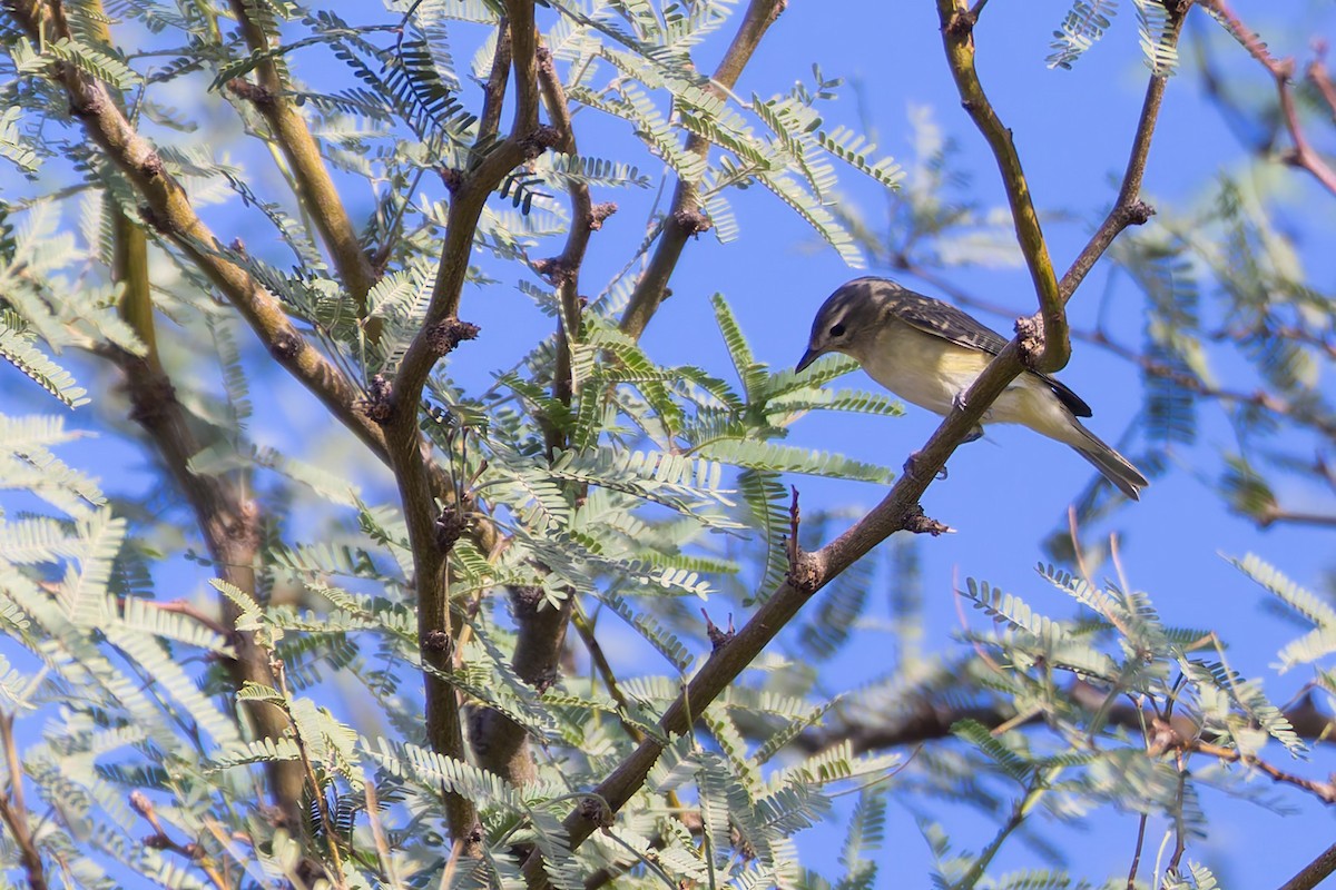 Western Warbling Vireo - ML646730220