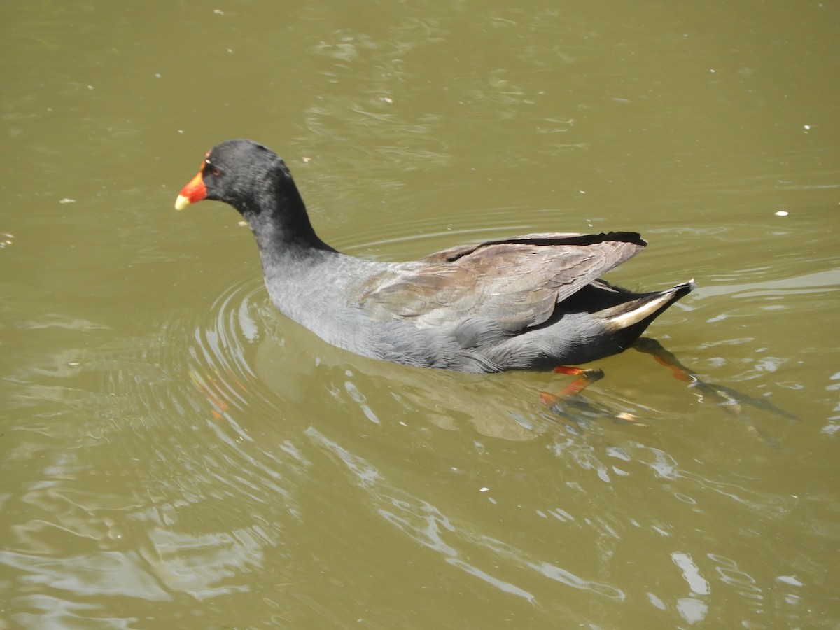 Dusky Moorhen - ML646730222