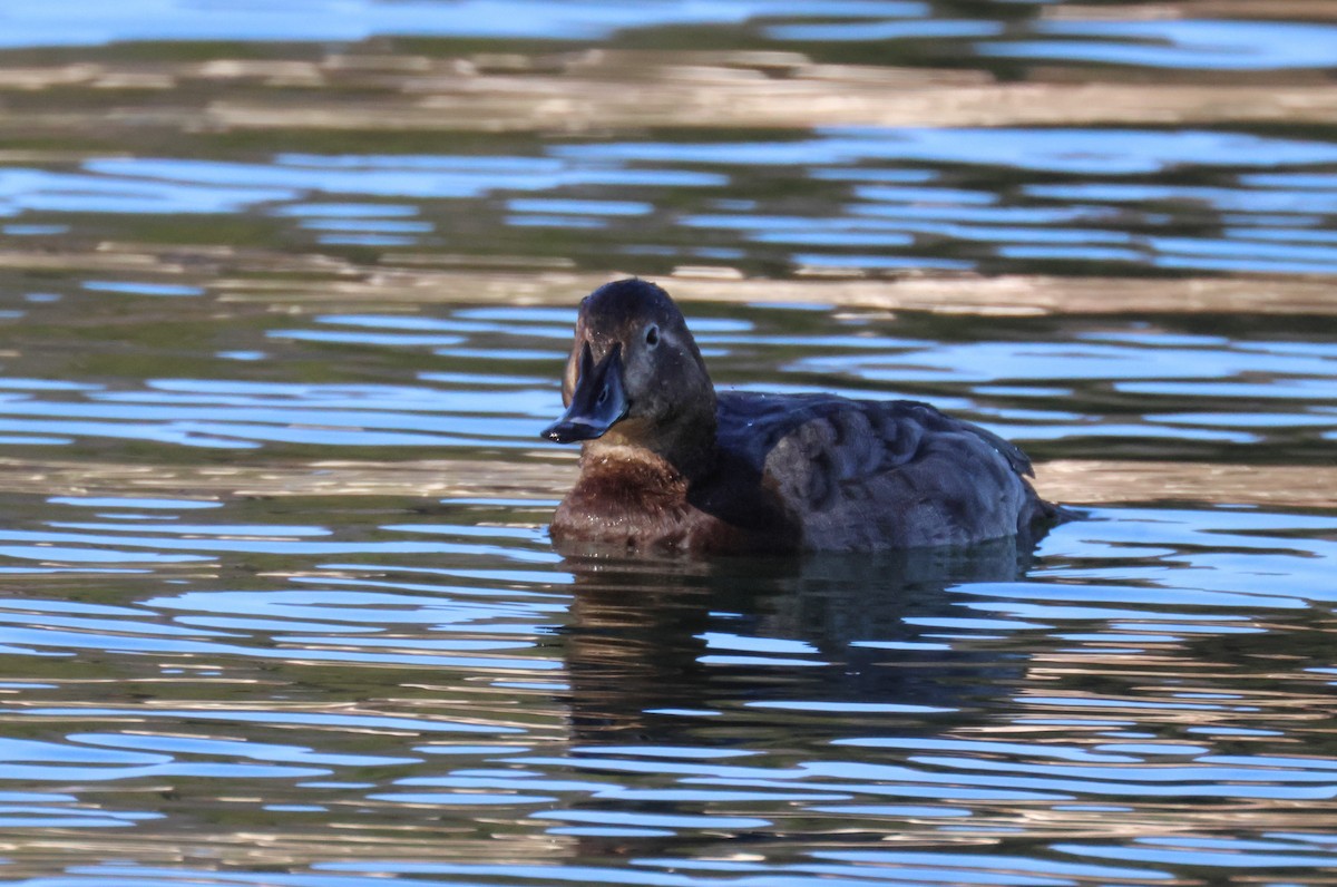 紅頭潛鴨 - ML646730223