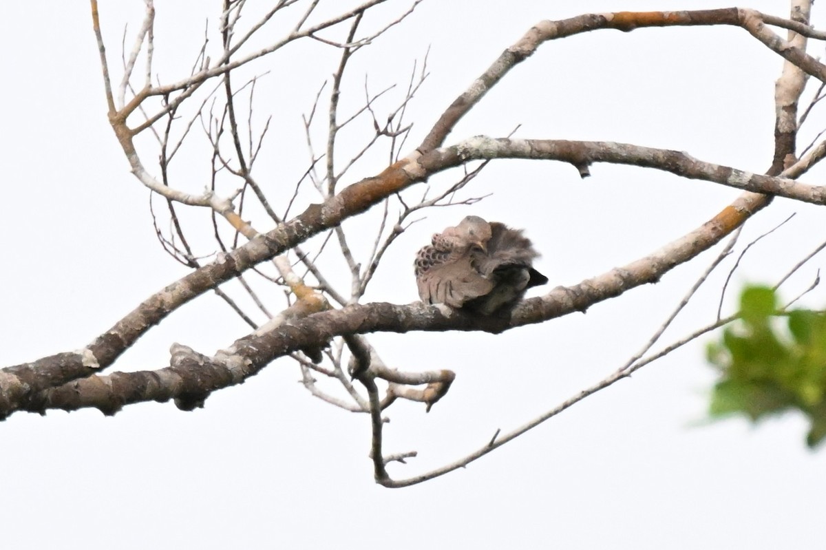 Sperlingstäubchen - ML646730224