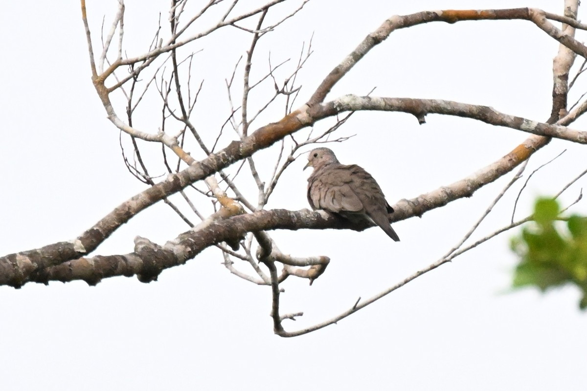 Sperlingstäubchen - ML646730225