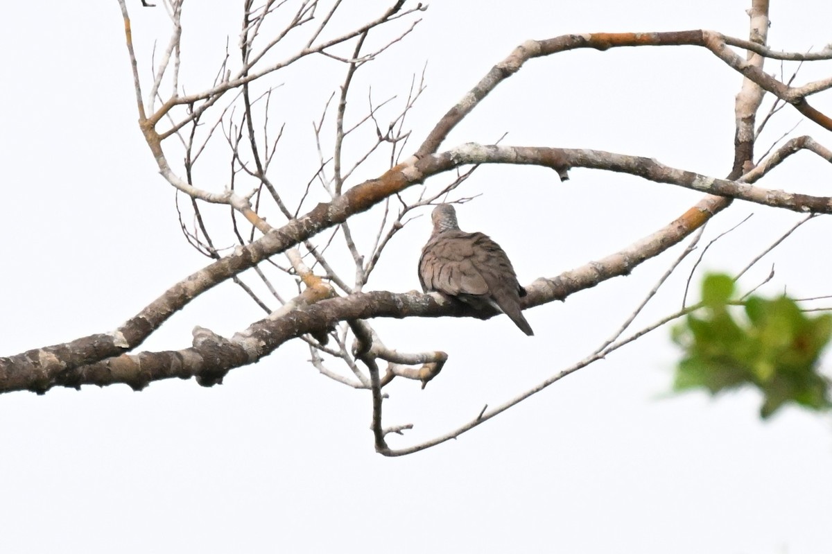 Sperlingstäubchen - ML646730226