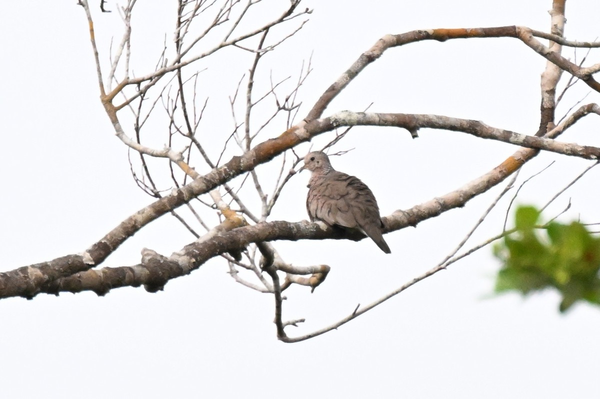 Sperlingstäubchen - ML646730227