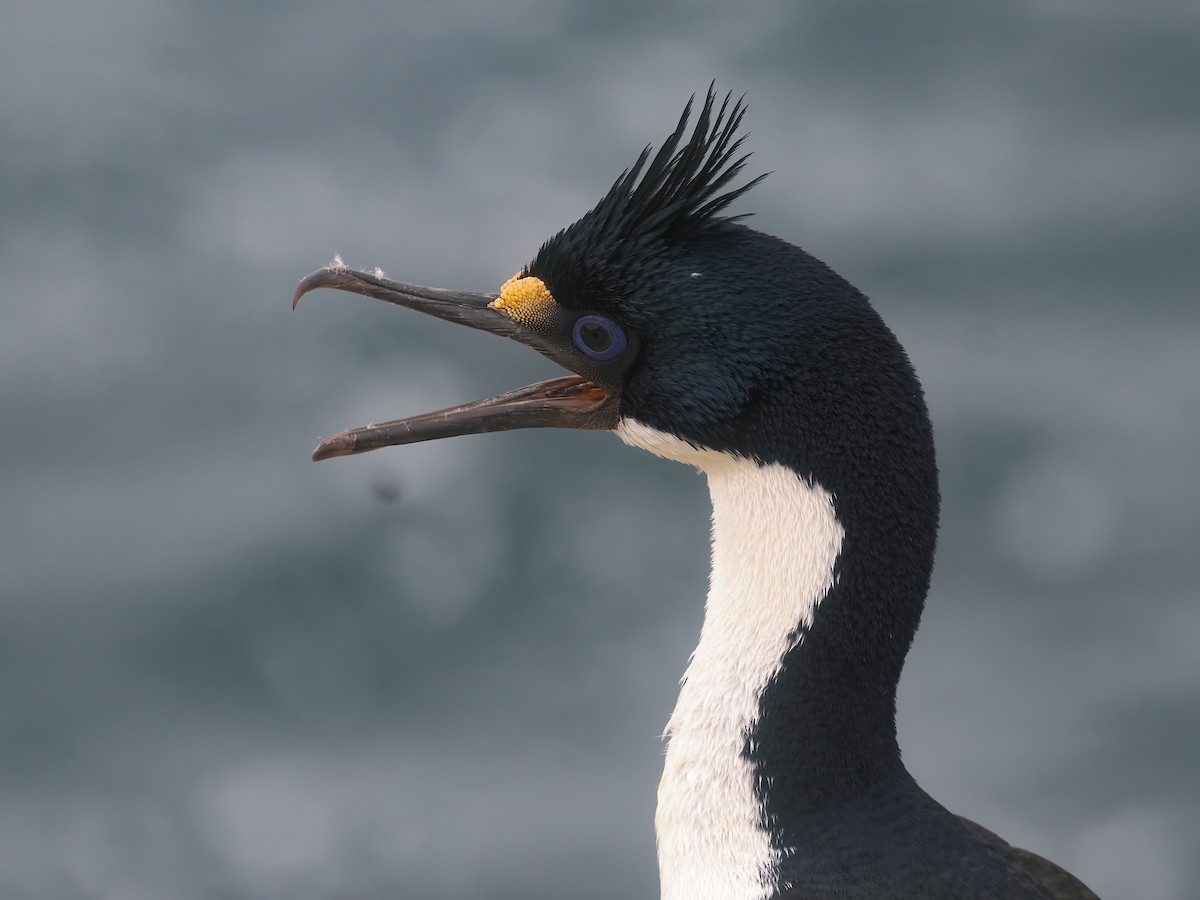 Cormoran impérial - ML646730229