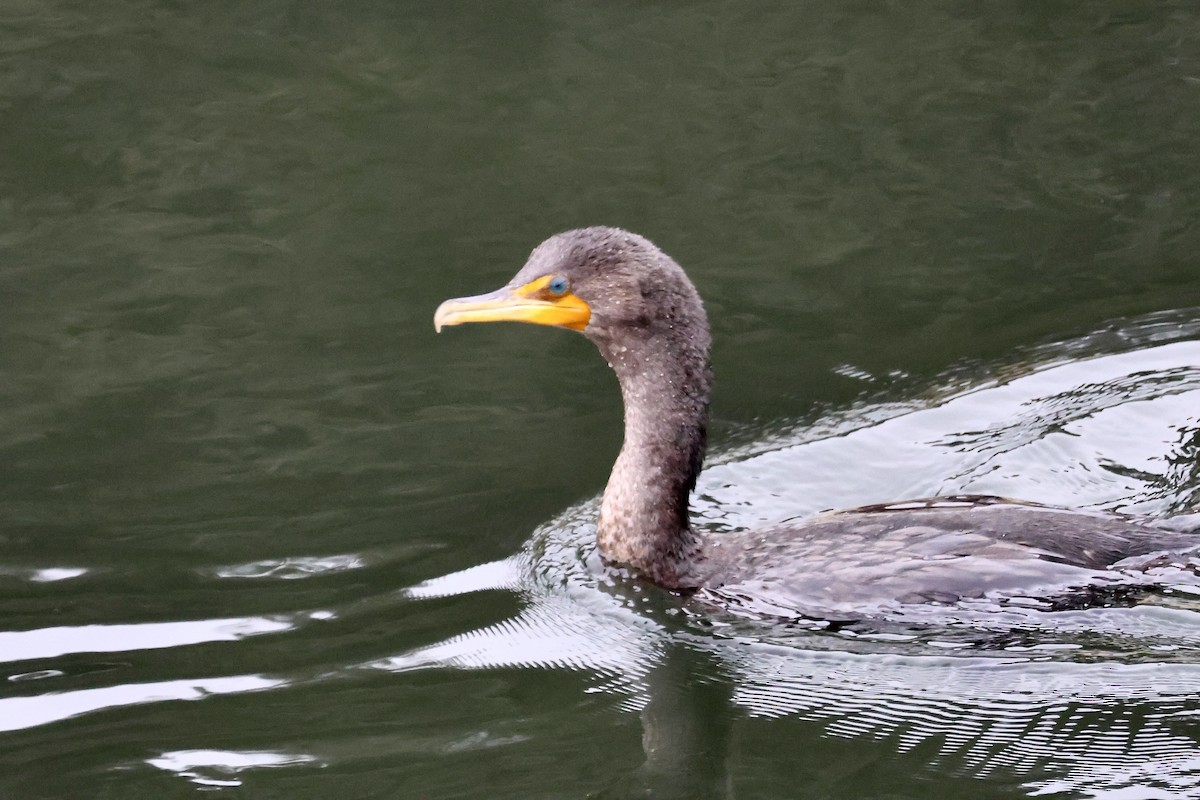 Баклан вухатий - ML646730230