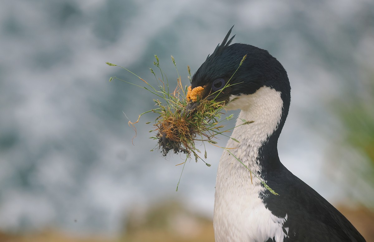 Cormoran impérial - ML646730241
