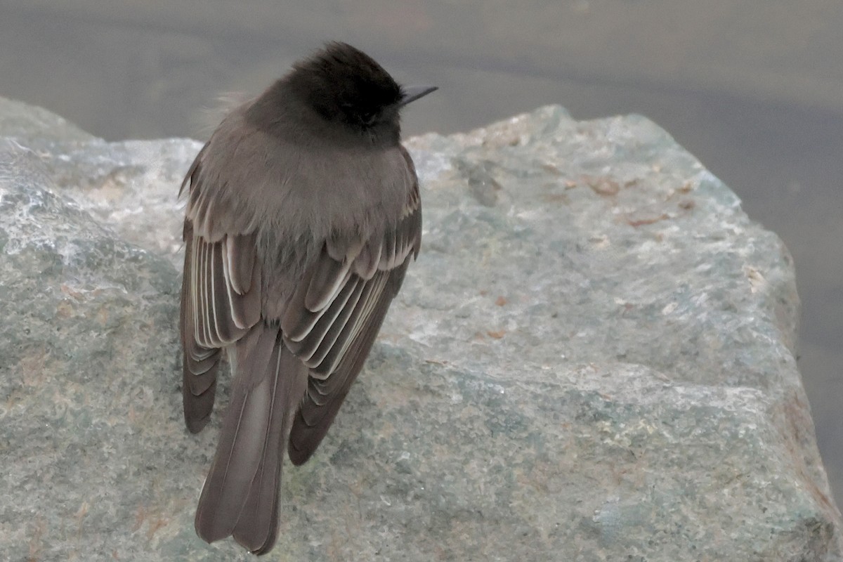 Феб чорний - ML646730242