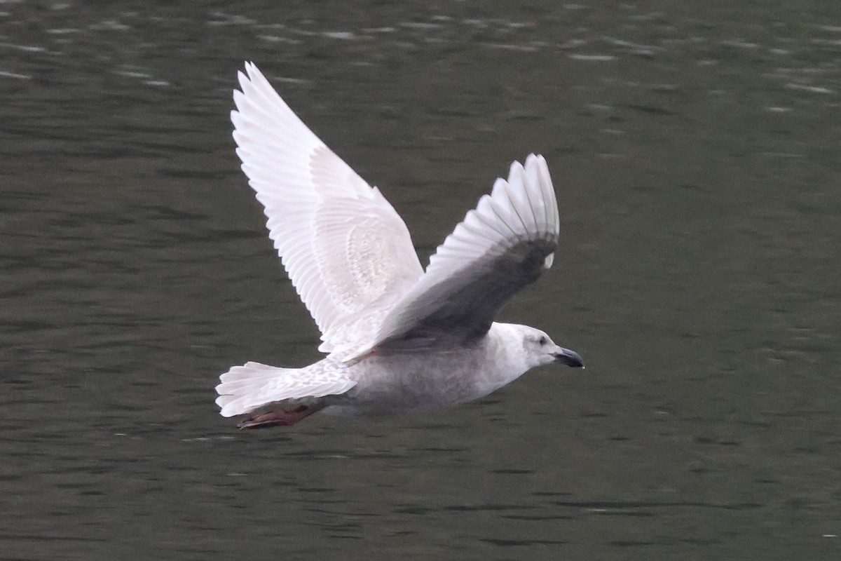 Мартин берингійський - ML646730244