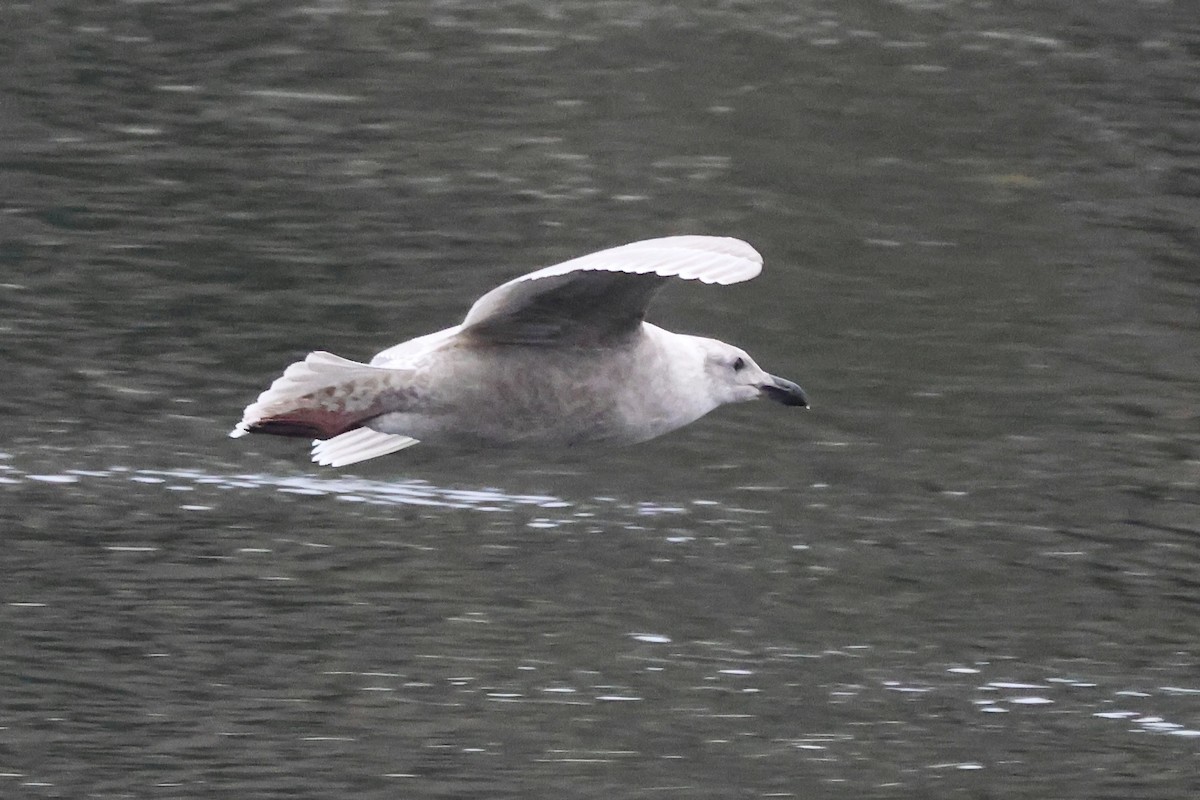 Мартин берингійський - ML646730245