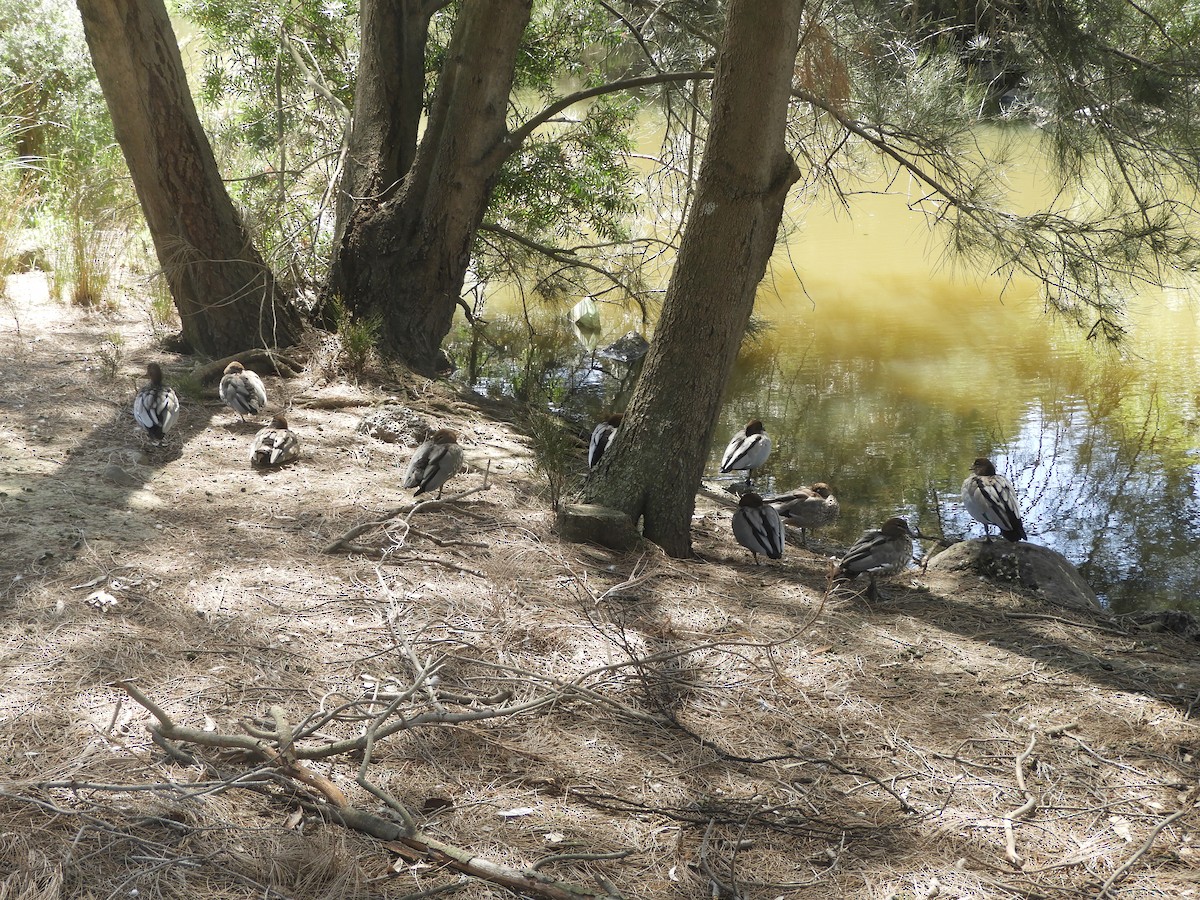 Maned Duck - ML646730251