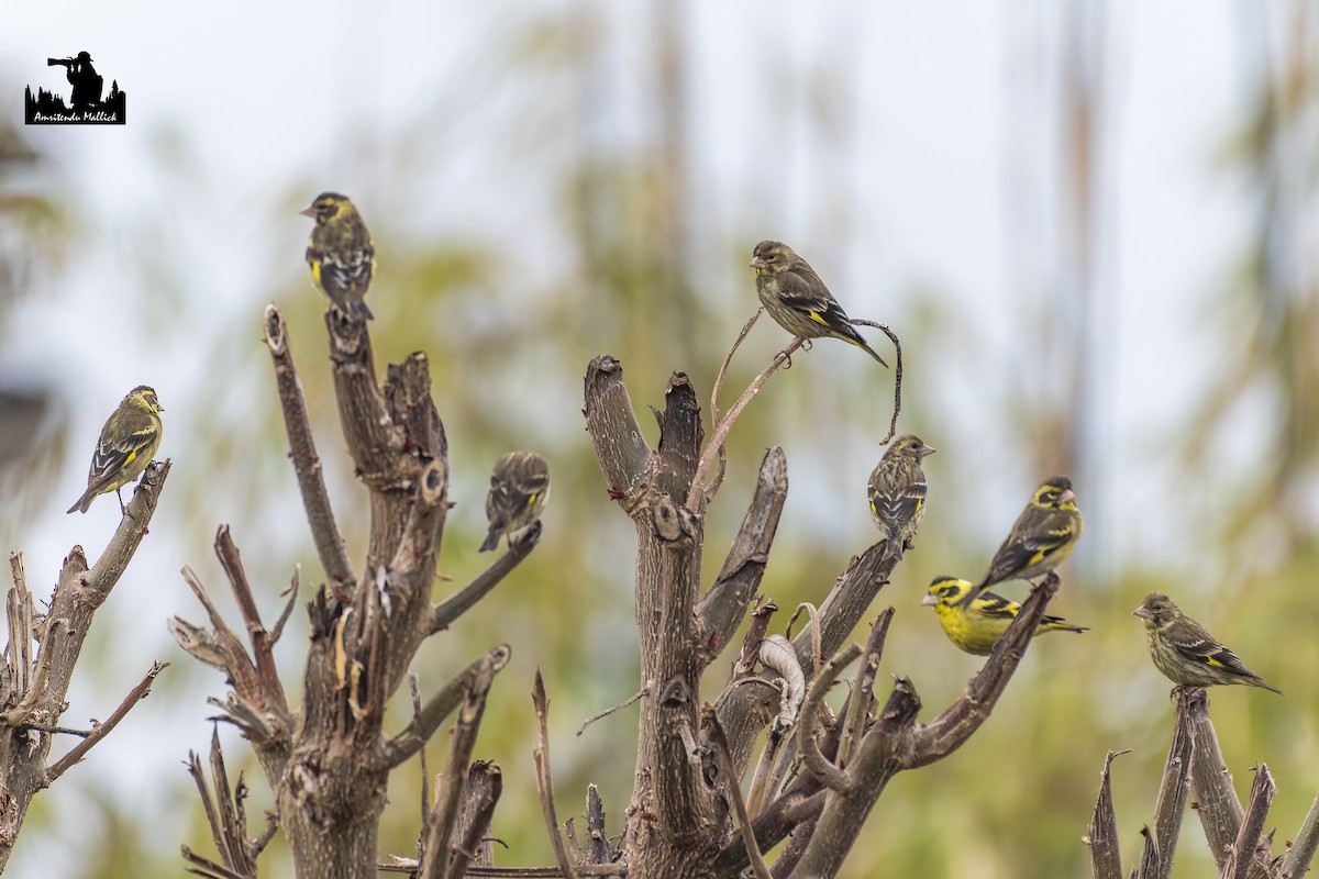 Yellow-breasted Greenfinch - ML646730257