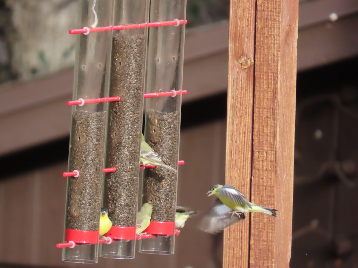 Sarı-Siyah İskete - ML646730258