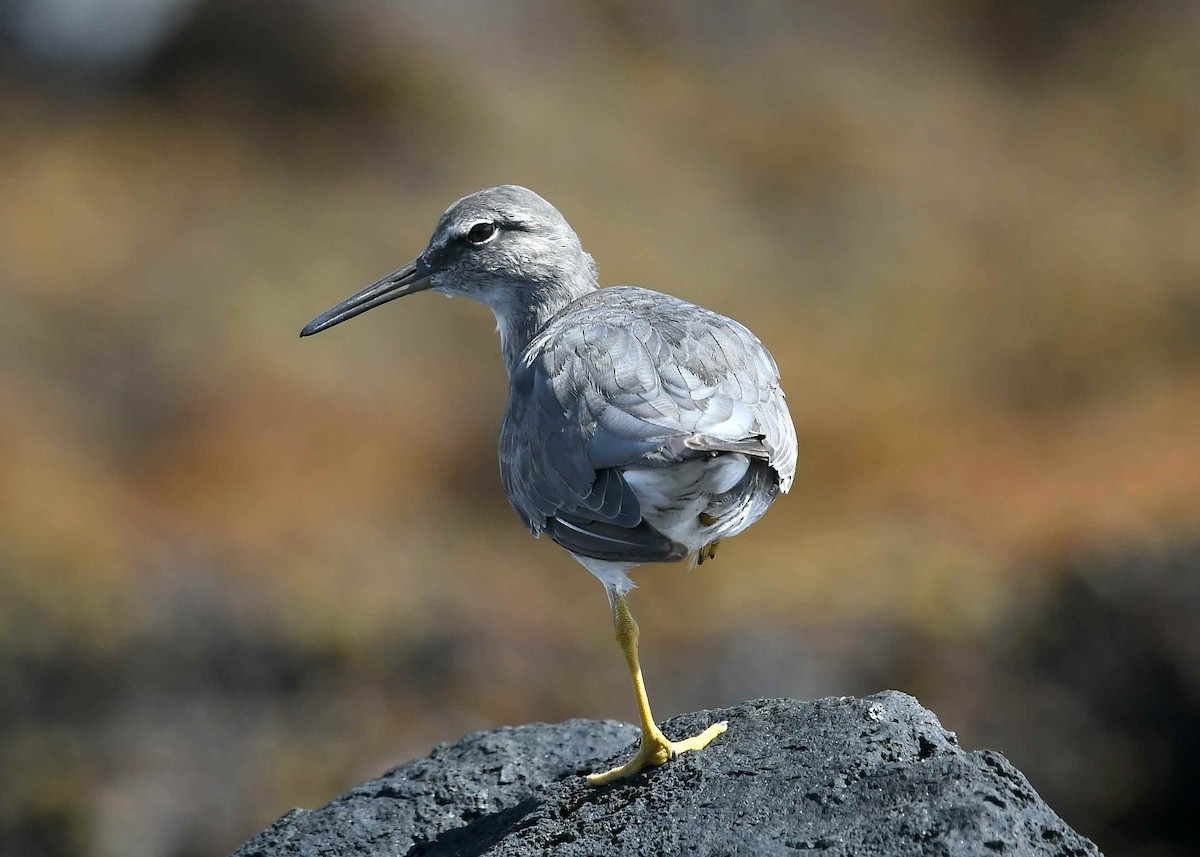 Американский пепельный улит - ML646730259