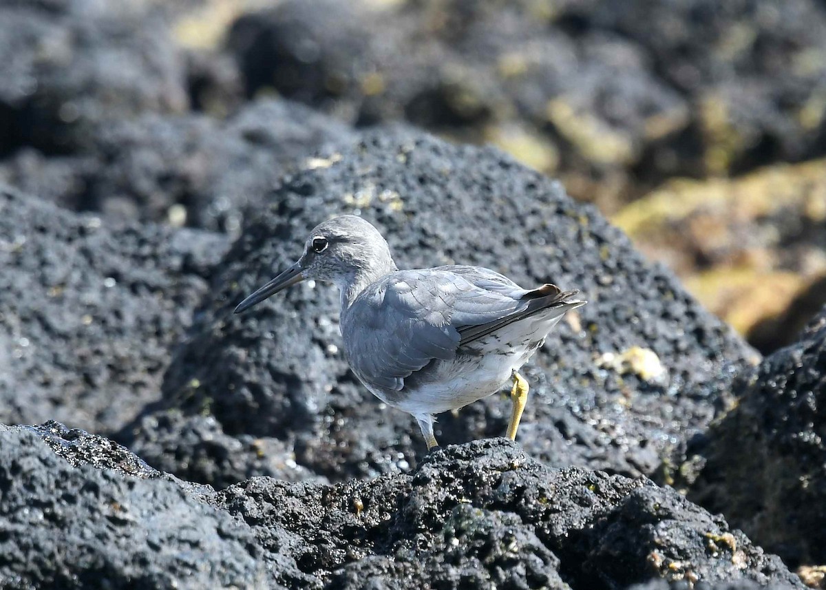 Американский пепельный улит - ML646730260