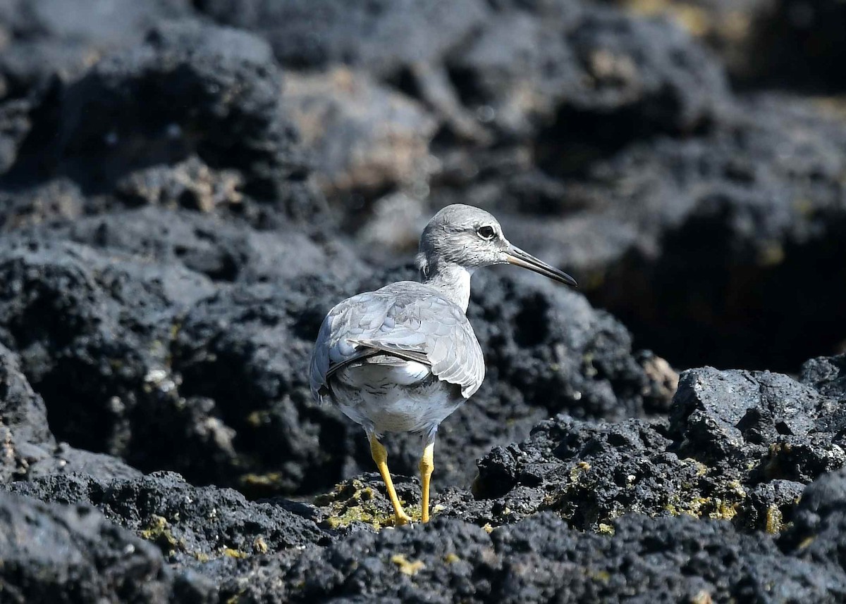 Американский пепельный улит - ML646730262