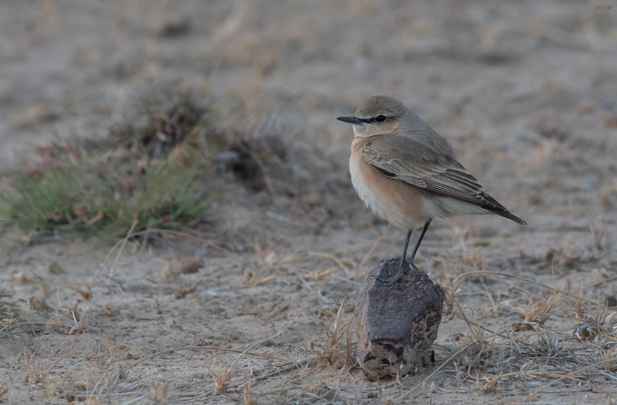 Buztanzuri isabeldarra - ML646730263