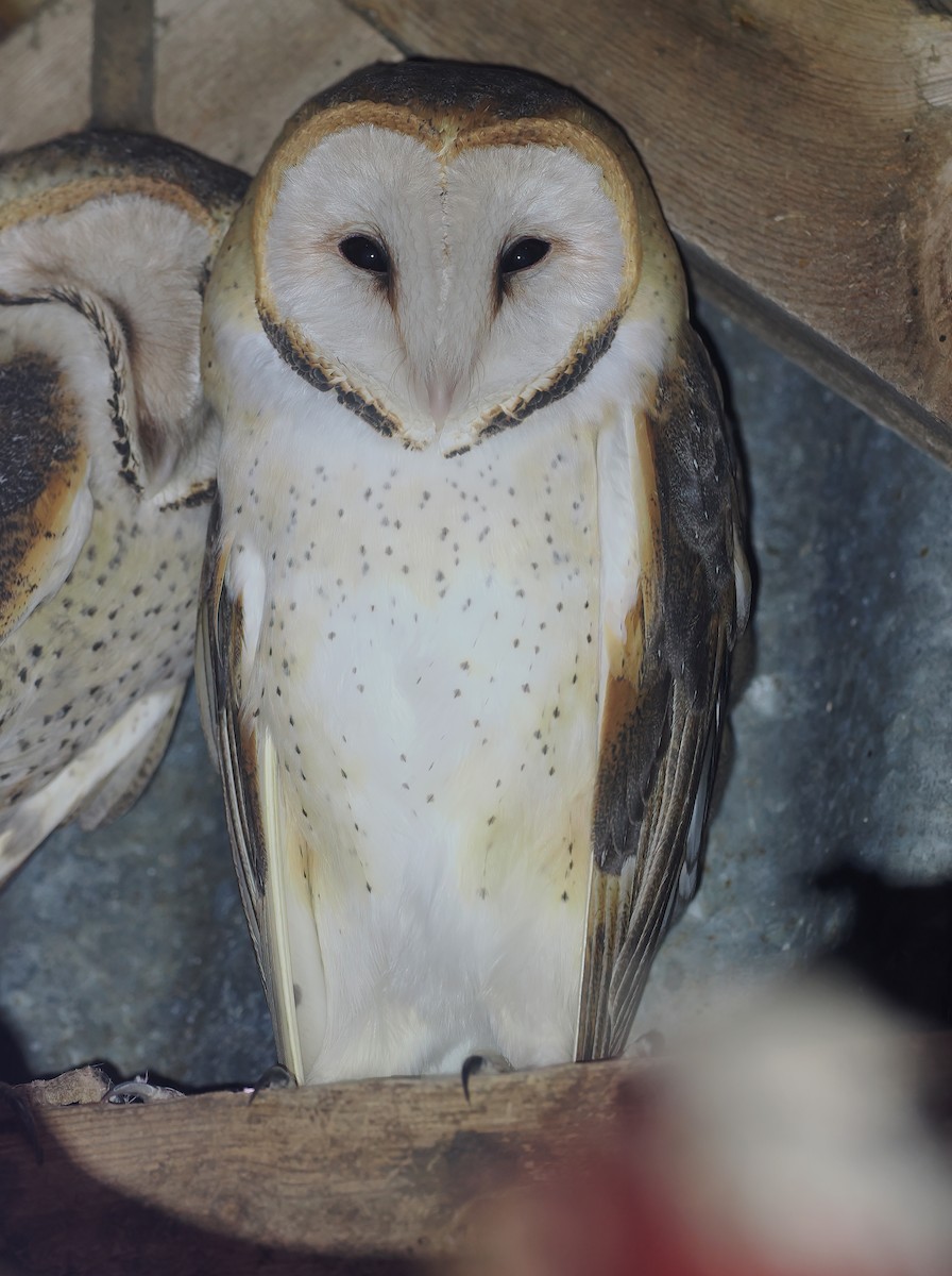 Effraie d'Amérique - ML646730266