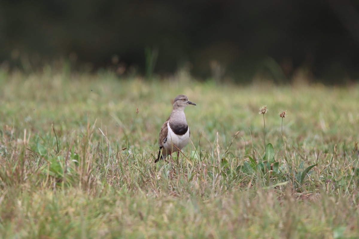 Black-winged Lapwing - ML646730268