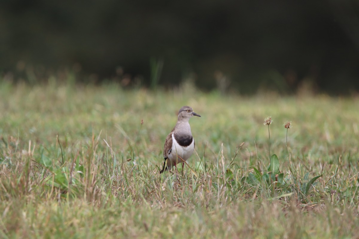 Black-winged Lapwing - ML646730269