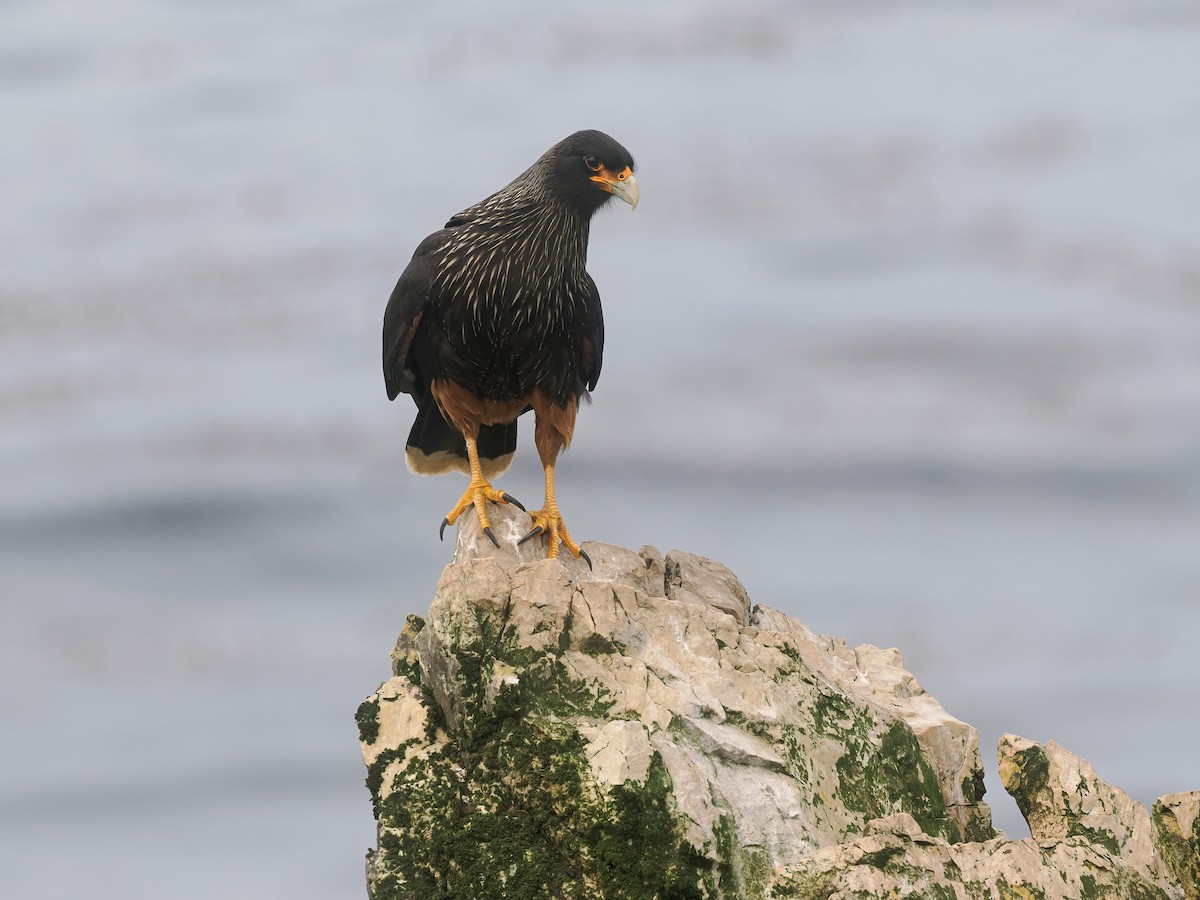 Caracara austral - ML646730271