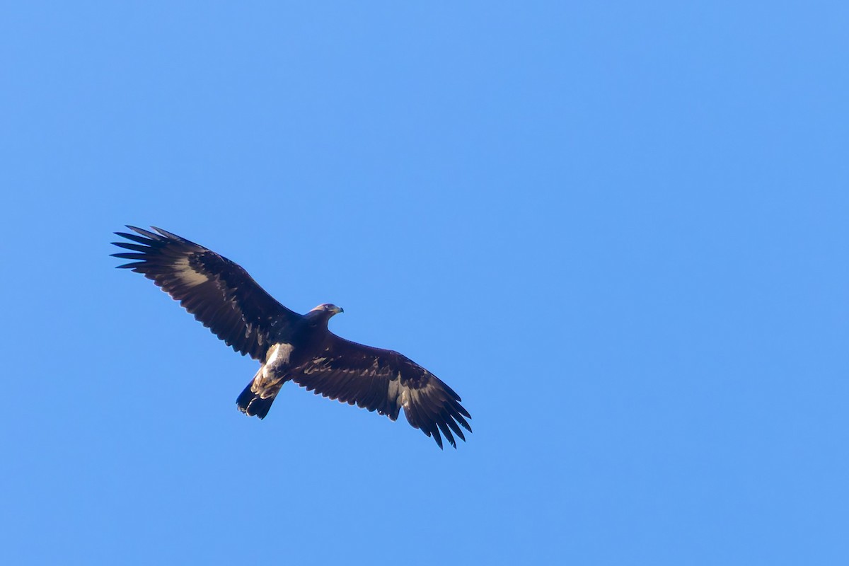 Golden Eagle - ML646730273