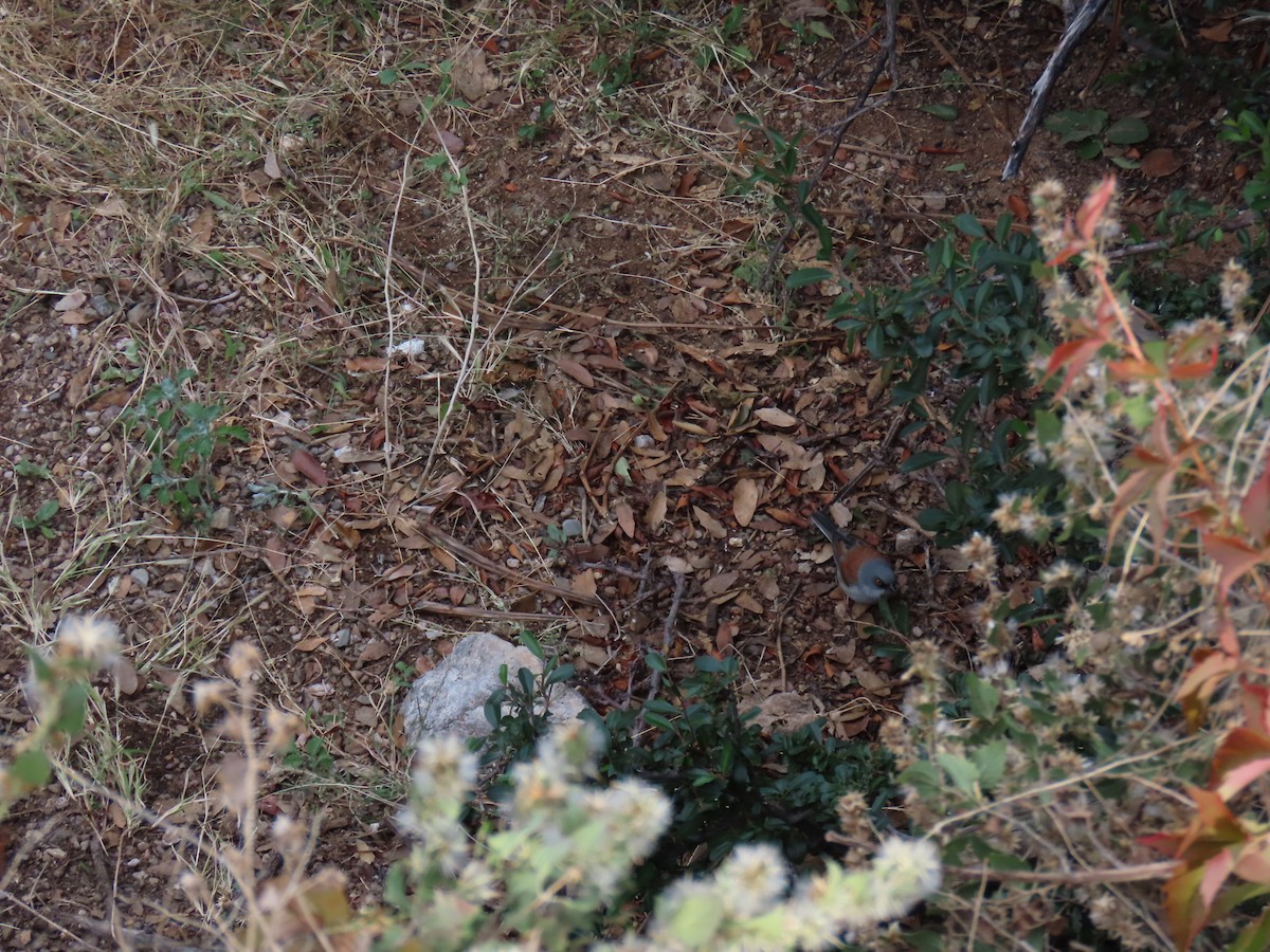 Sarı Gözlü Junko - ML646730277