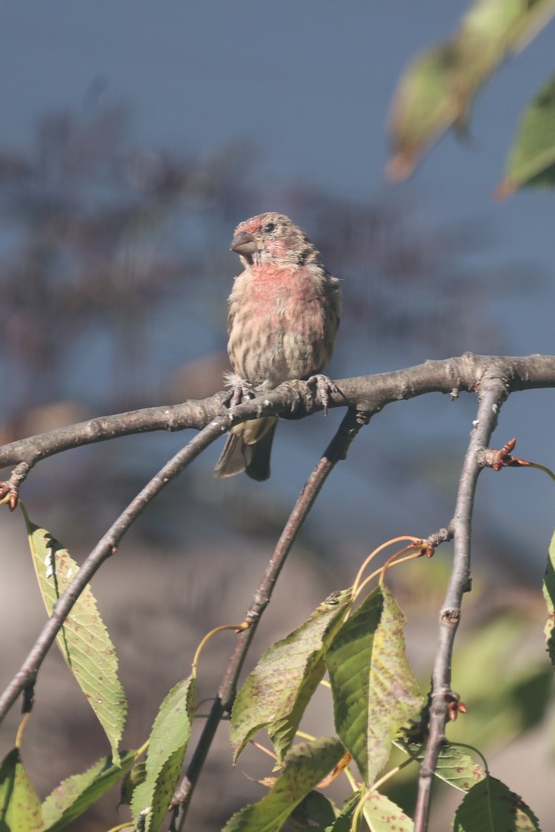 House Finch - ML646730278