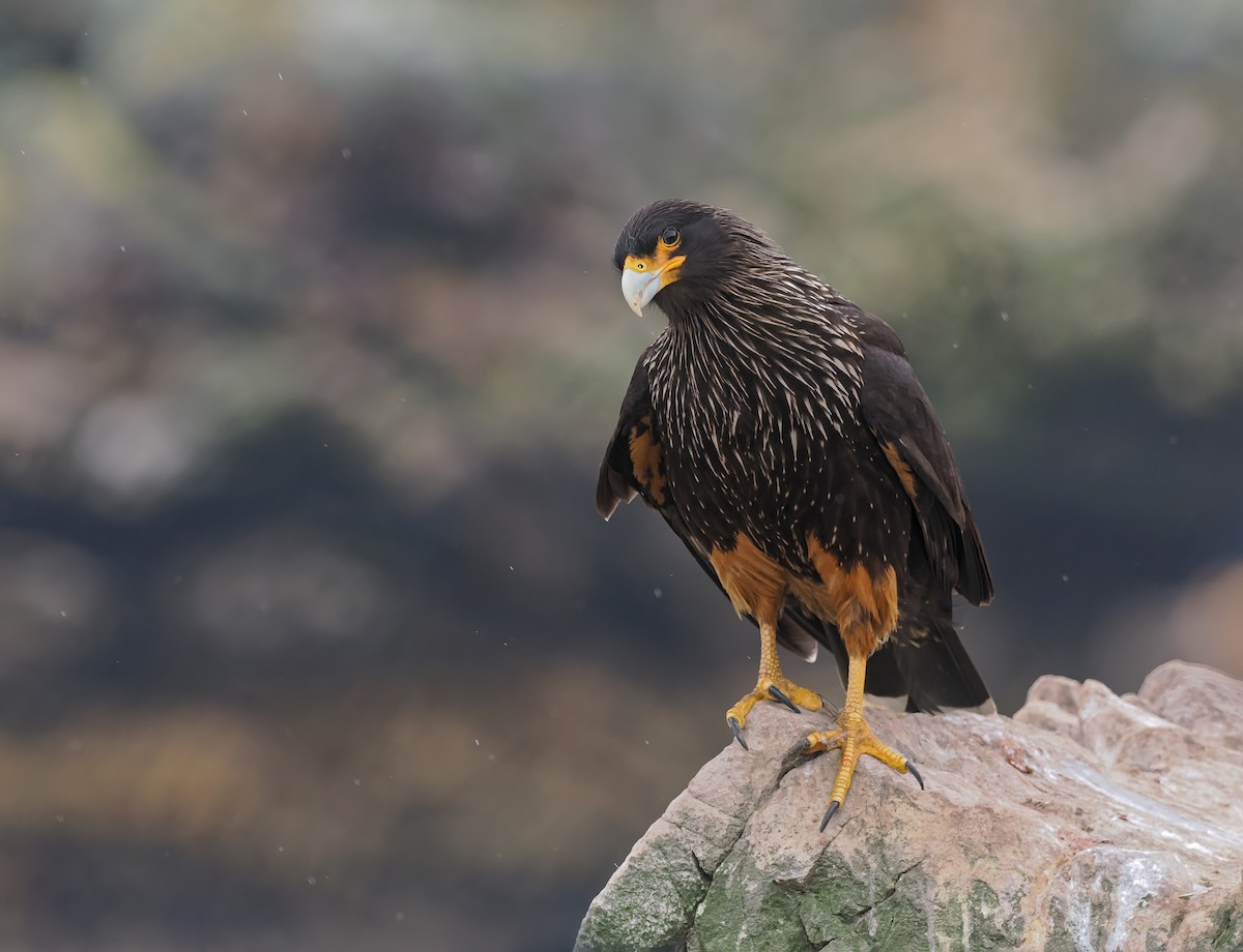 Caracara austral - ML646730279