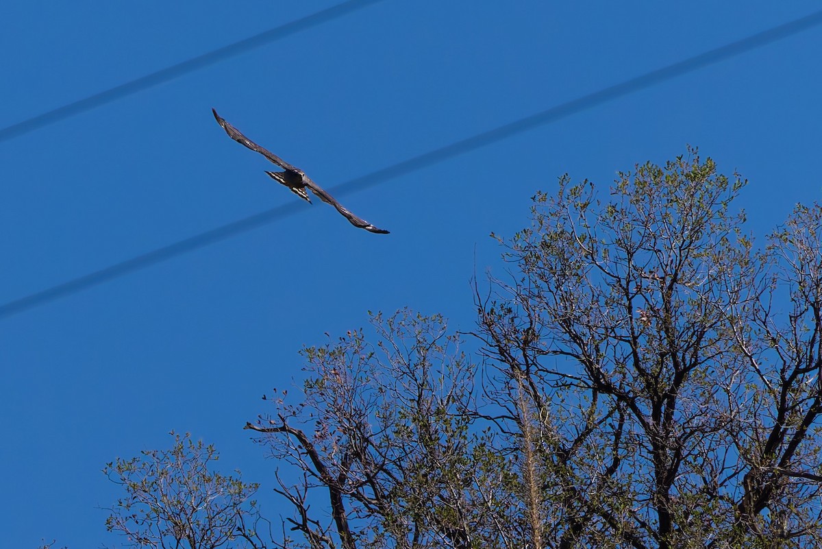 Gray Hawk - ML646730280