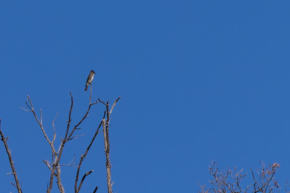 Olive-sided Flycatcher - ML646730282