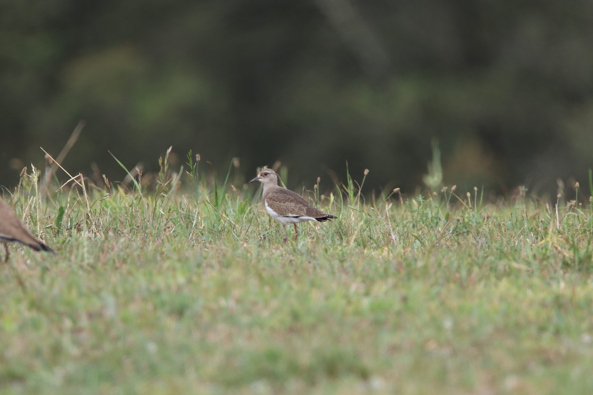 Black-winged Lapwing - ML646730283