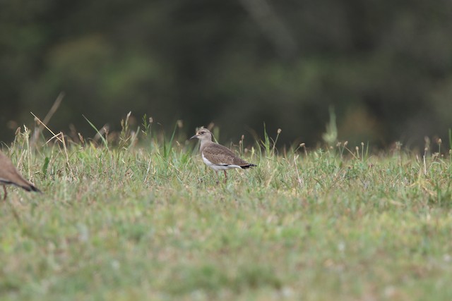 Plovers, Lapwings & Waders